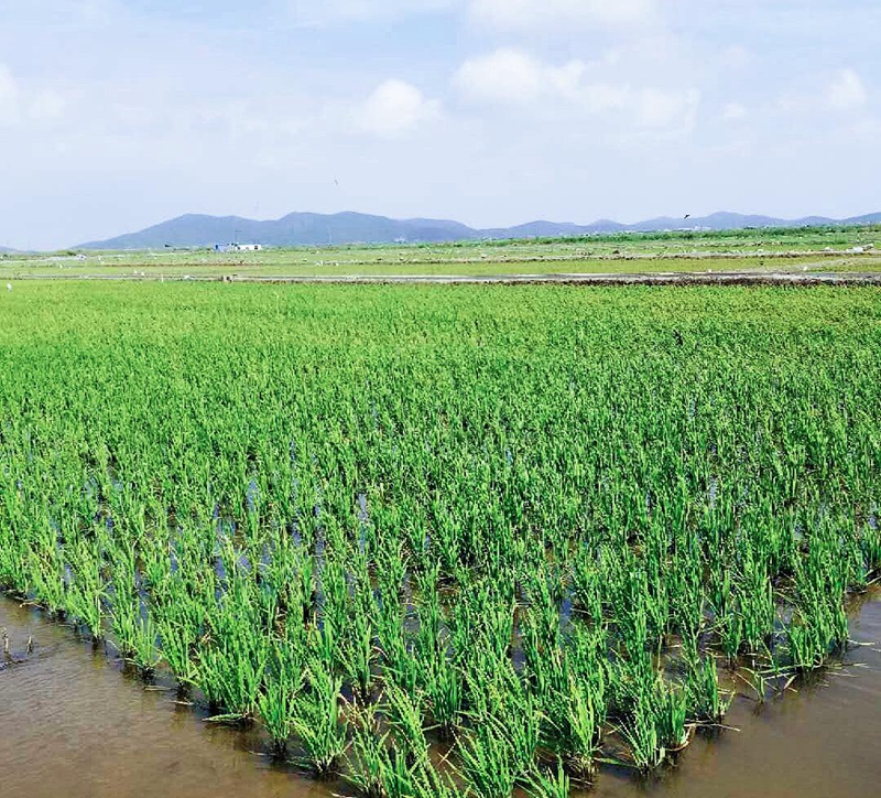 浙農(nóng)創(chuàng)投岱山土壤改良項(xiàng)目成功完成水稻插秧