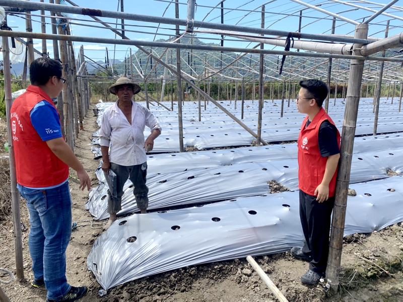 惠多利黨員農技服務隊助力農戶番茄種植